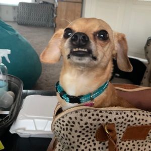 Beautiful SSEKO Hide Dome Purse